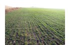 Property photo 15 - 60 Acres Offered in 2 Tracts